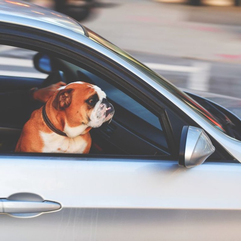 Bouledogue Anglais - photo galerie 3