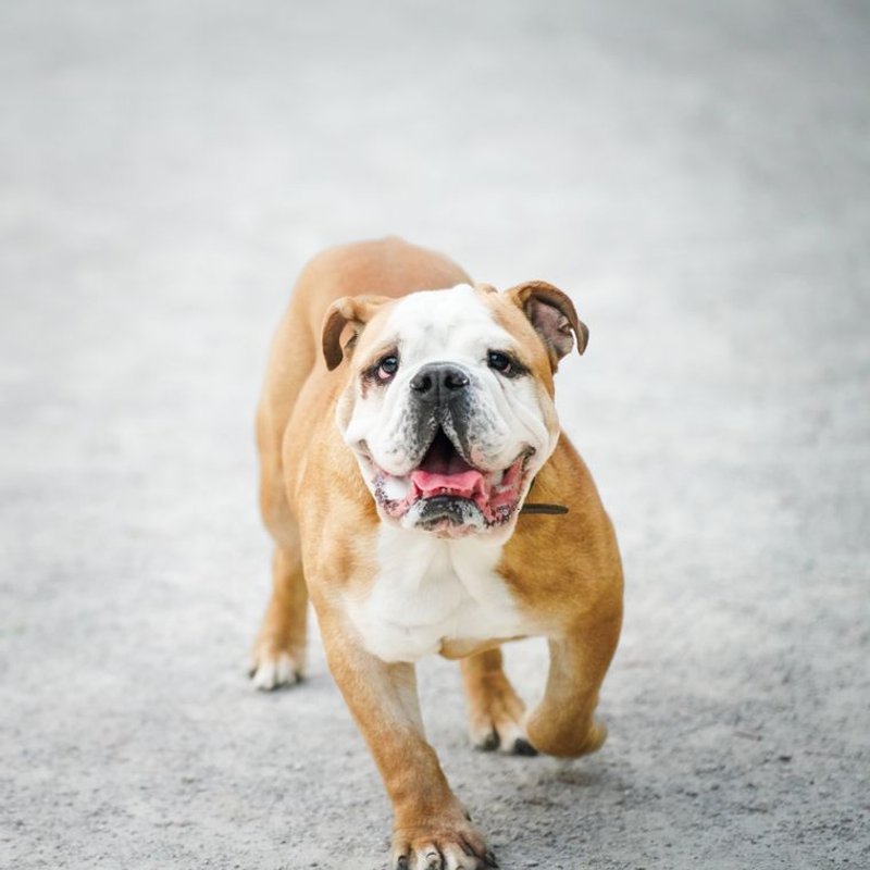 Bouledogue Anglais - photo galerie 1