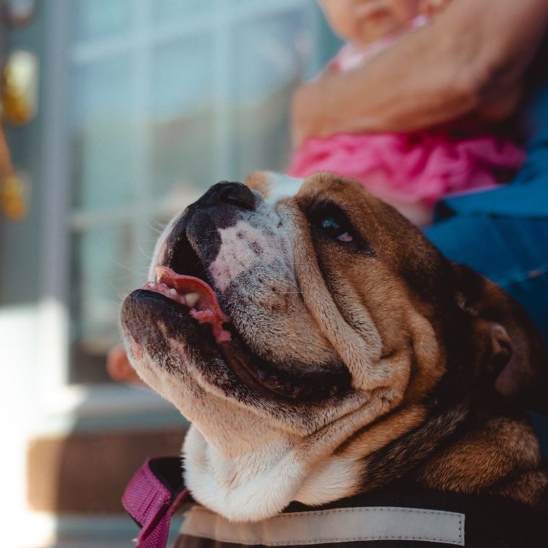 Bouledogue Anglais - photo galerie 2