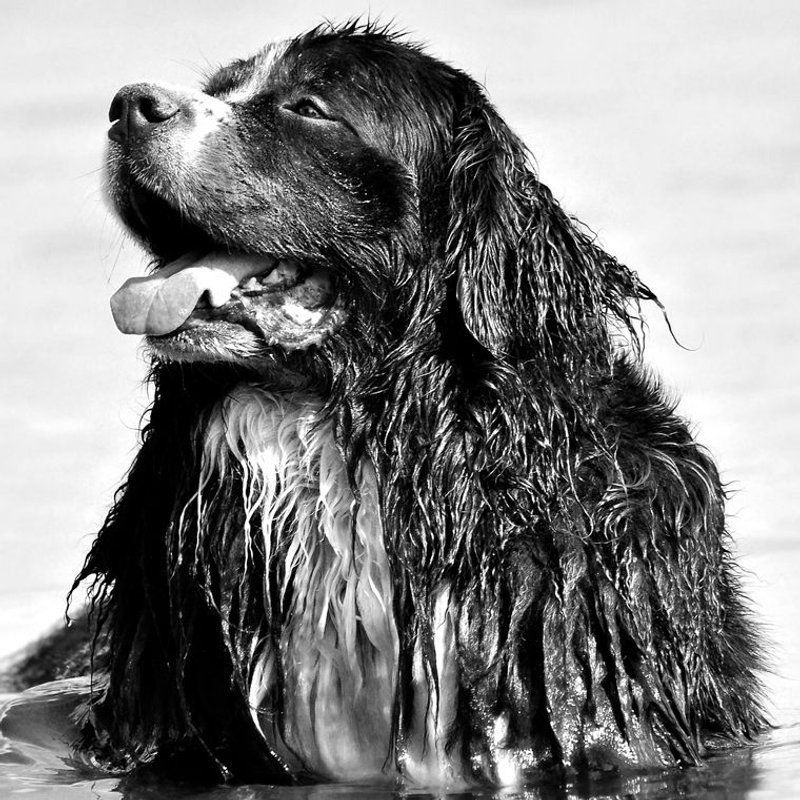 Bouvier Bernois - photo galerie 3