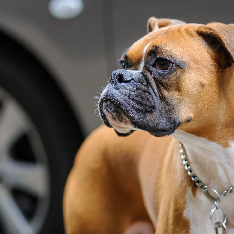 Boxer - photo galerie 4
