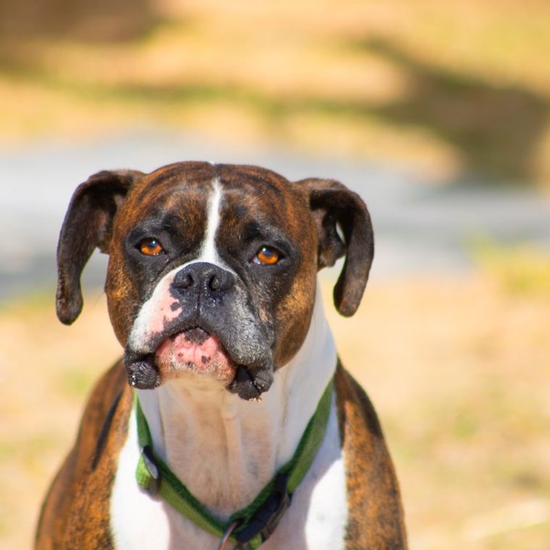 Boxer - photo galerie 1