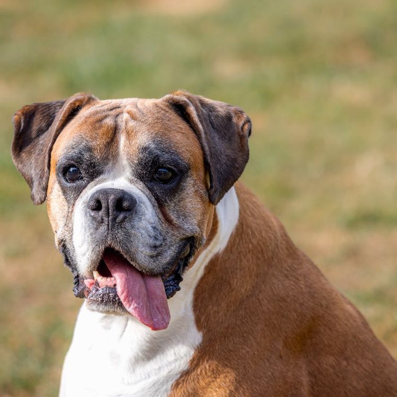 Boxer - photo galerie 2