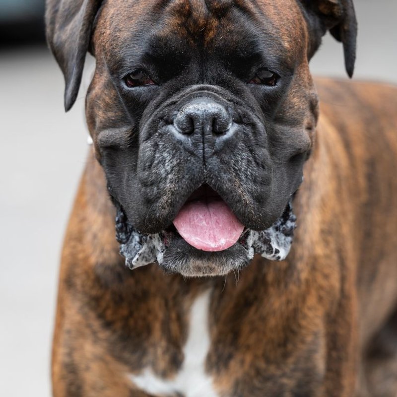 Boxer - photo galerie 3