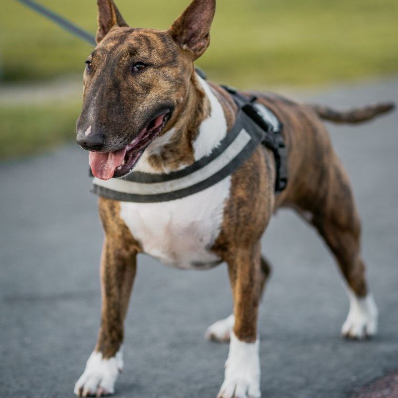 Bull Terrier - photo galerie 4