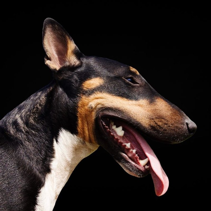Bull Terrier - photo galerie 1