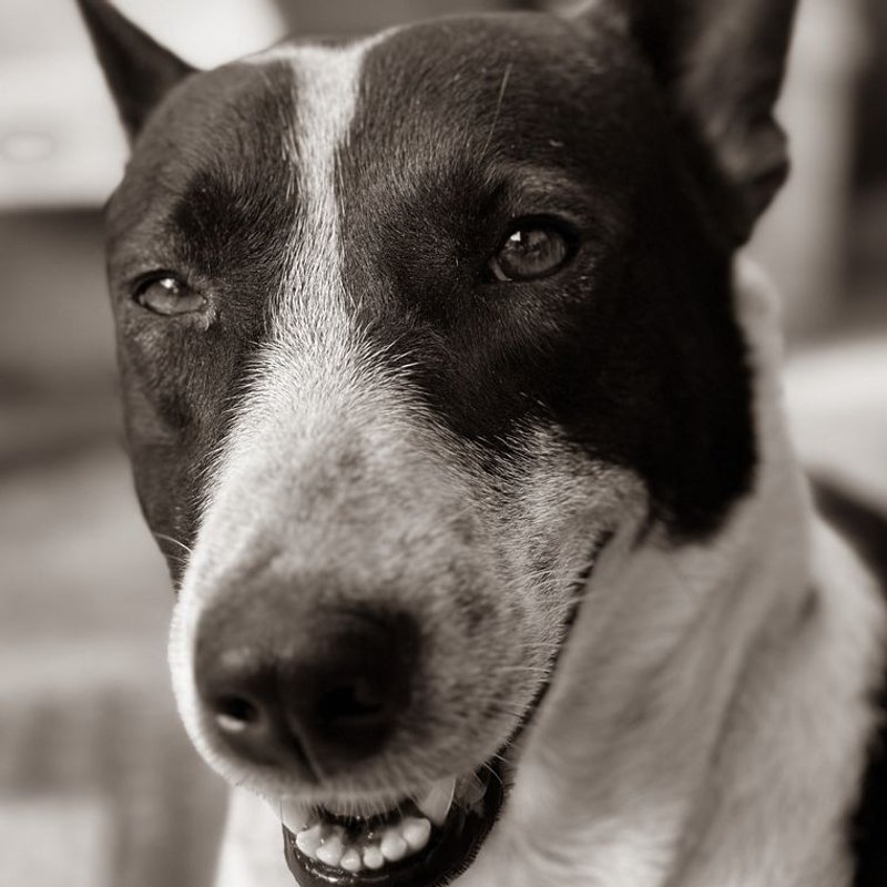 Bull Terrier - photo galerie 2