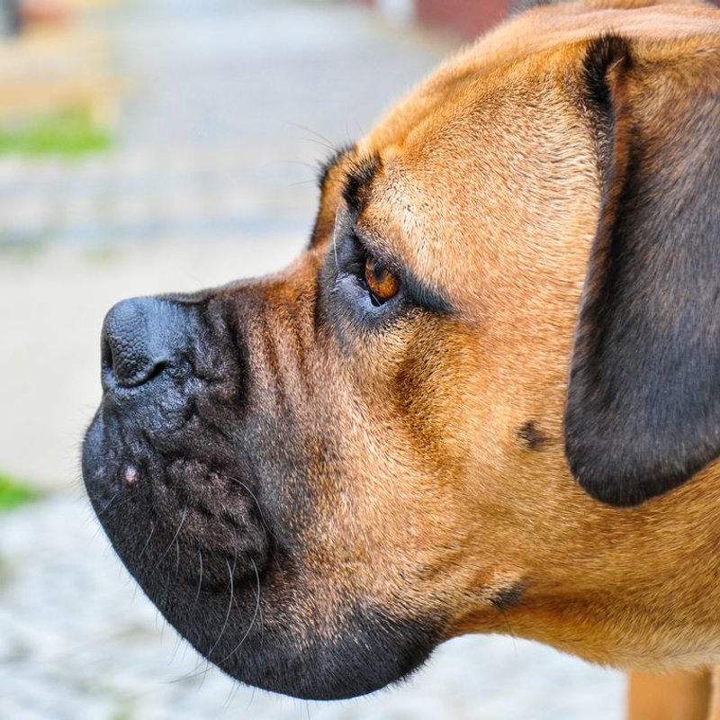 Bullmastiff - photo galerie 1