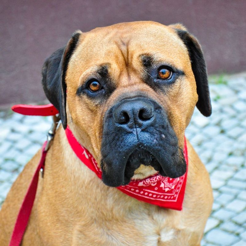 Bullmastiff - photo galerie 2