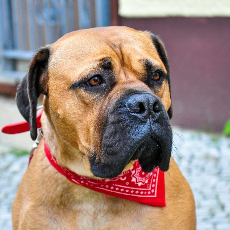 Bullmastiff - photo galerie 4
