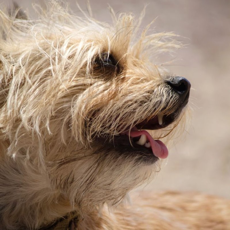 Cairn Terrier - photo galerie 2