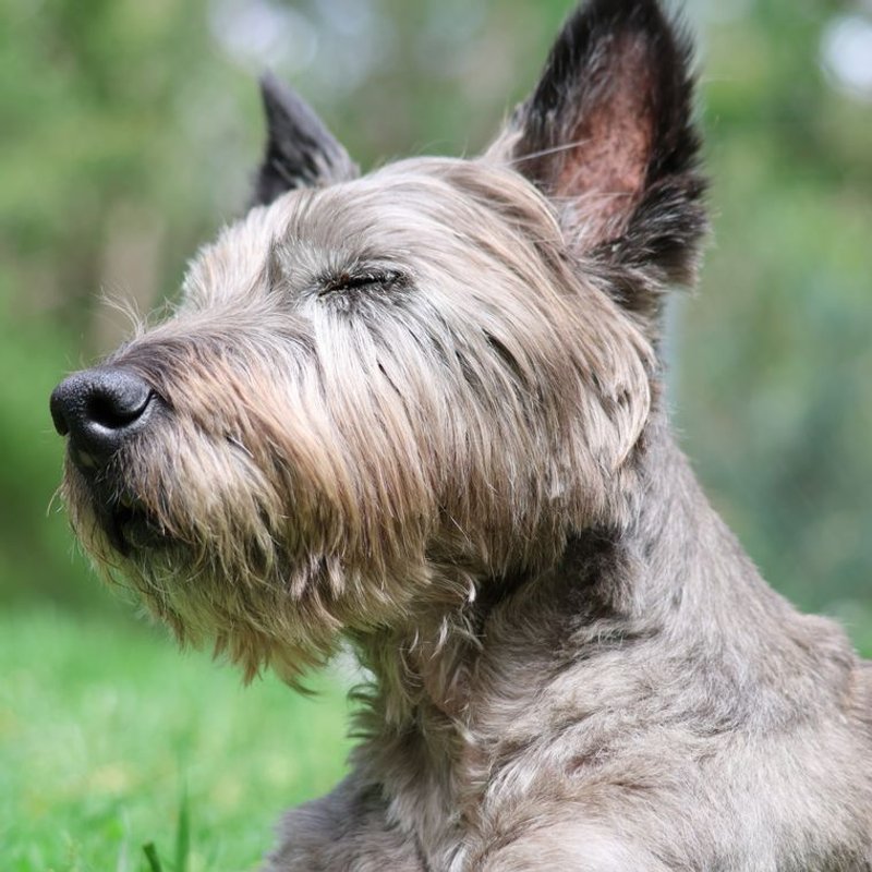 Cairn Terrier - photo galerie 4