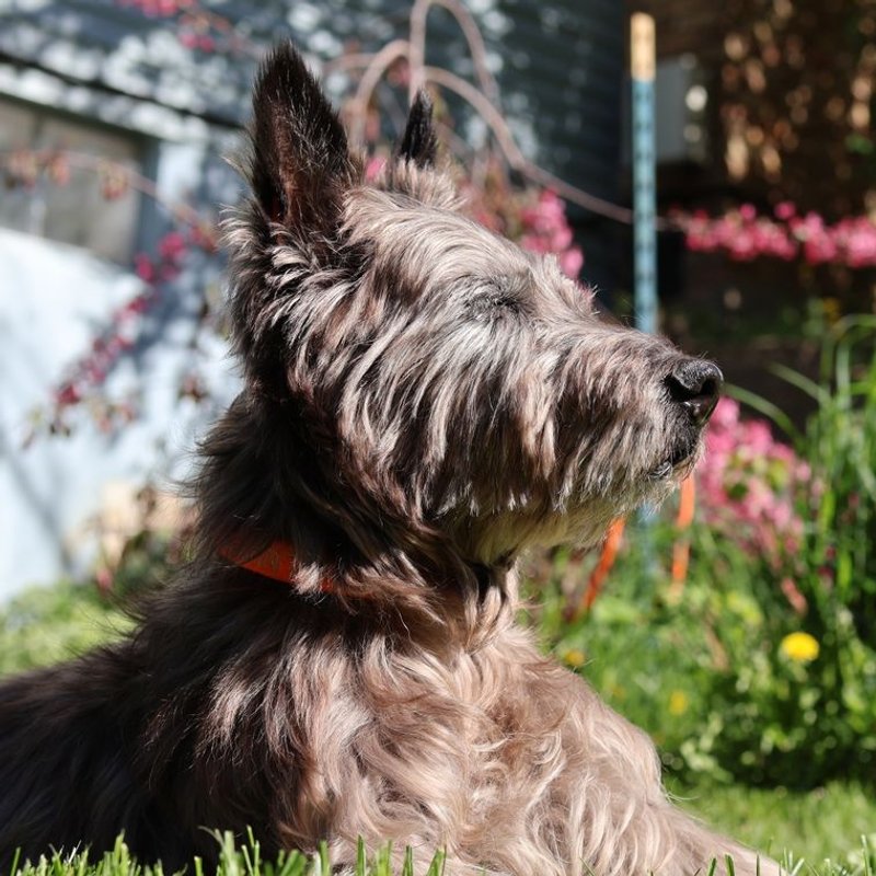 Cairn Terrier - photo galerie 1