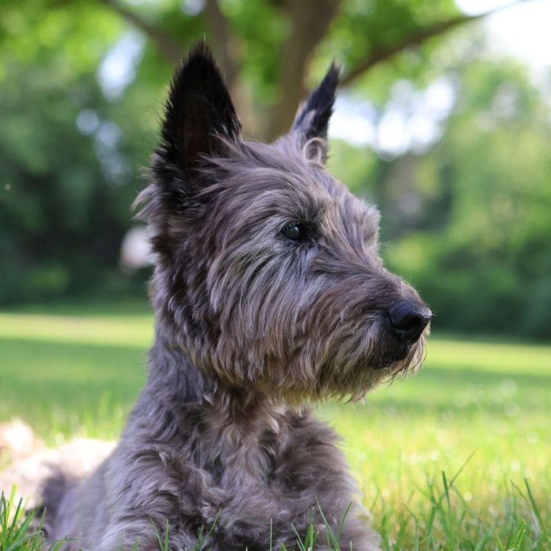 Cairn Terrier - photo galerie 3