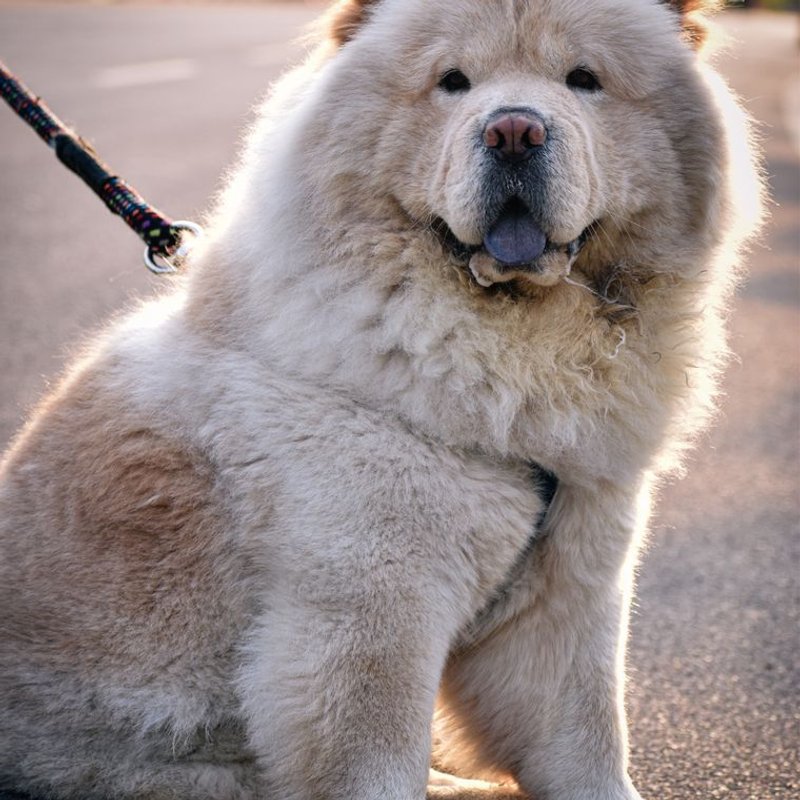 Chow Chow - photo galerie 2