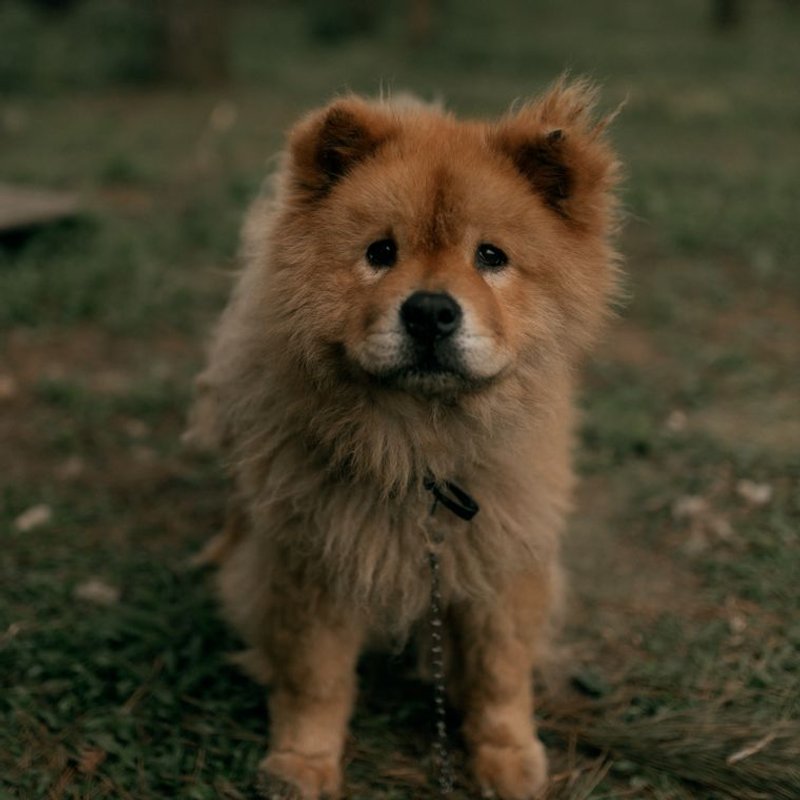 Chow Chow - photo galerie 4