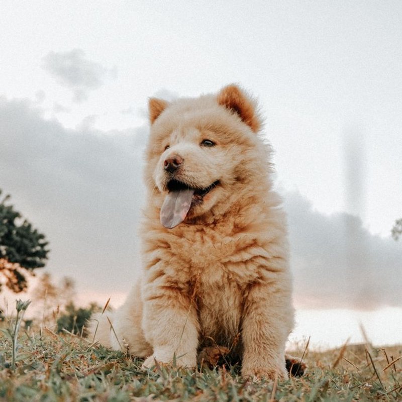 Chow Chow - photo galerie 1