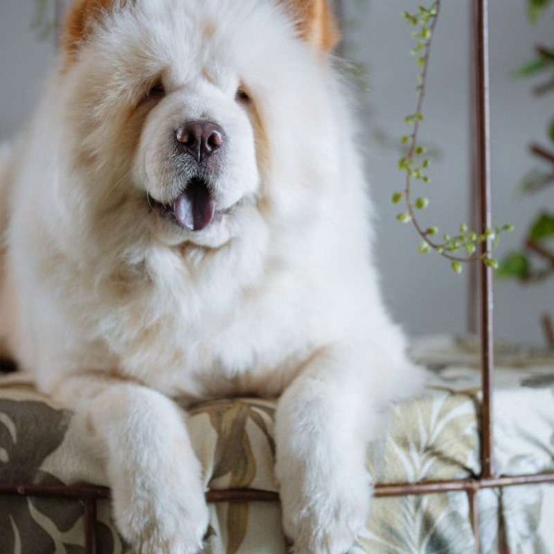 Chow Chow - photo galerie 3