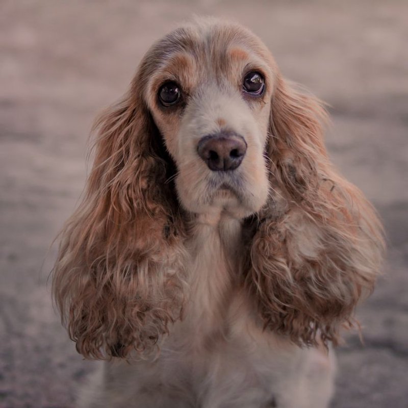 Cocker Américain - photo galerie 3