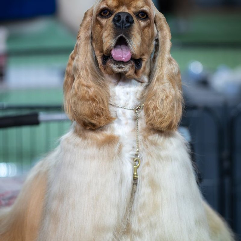 Cocker Américain - photo galerie 4