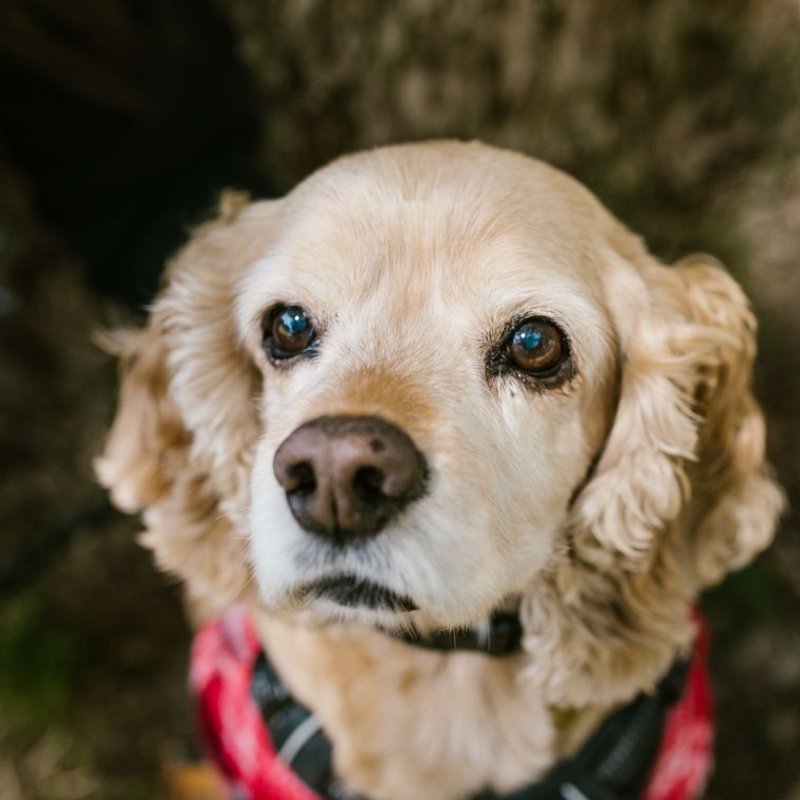 Cocker Américain - photo galerie 1