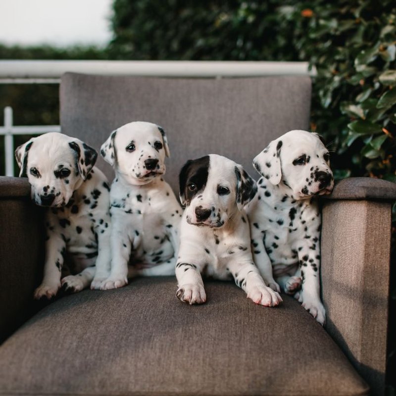 Dalmatien - photo galerie 1