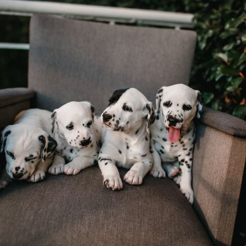Dalmatien - photo galerie 4