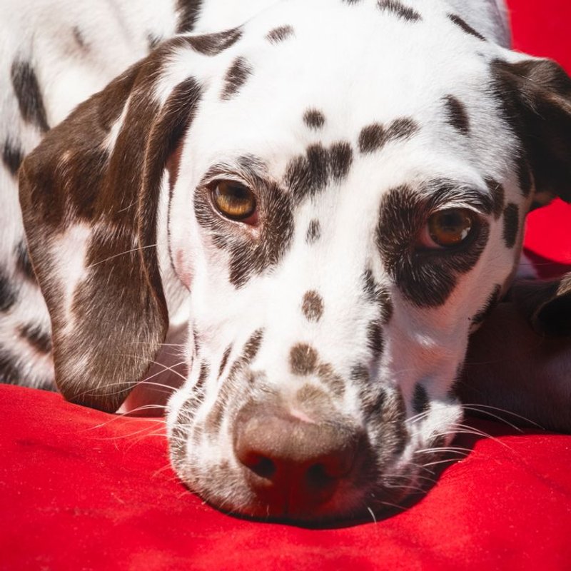 Dalmatien - photo galerie 3