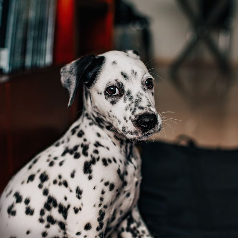 Dalmatien - photo galerie 2