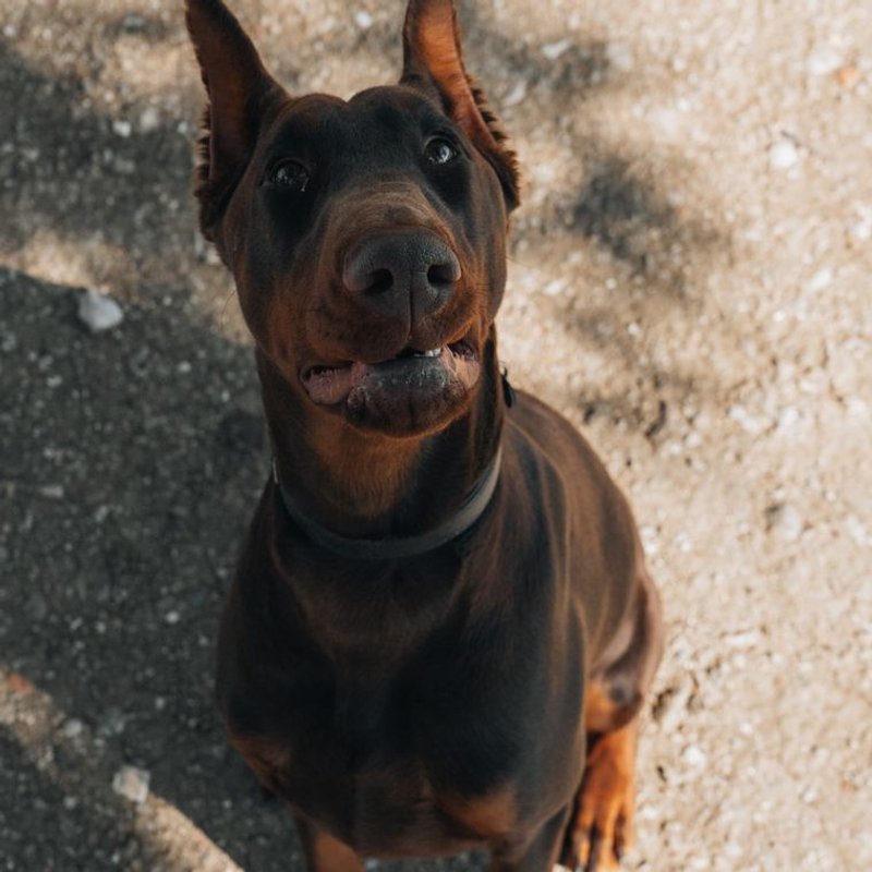 Dobermann - photo galerie 3