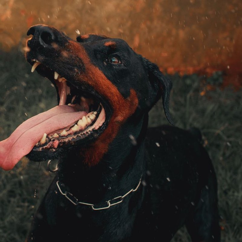 Dobermann - photo galerie 4