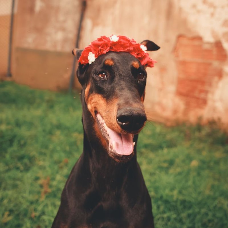 Dobermann - photo galerie 2