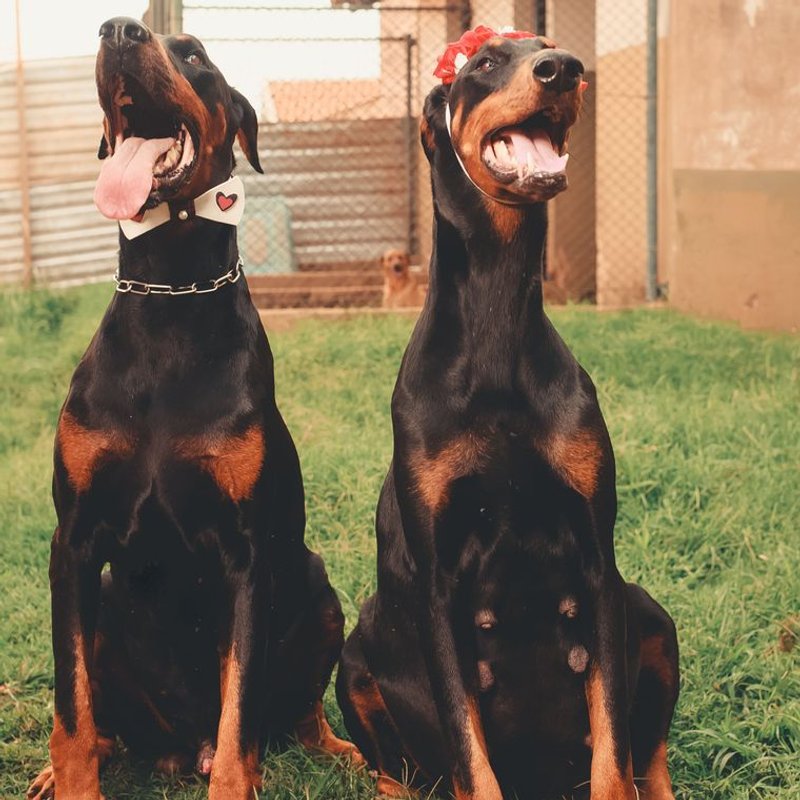 Dobermann - photo galerie 1