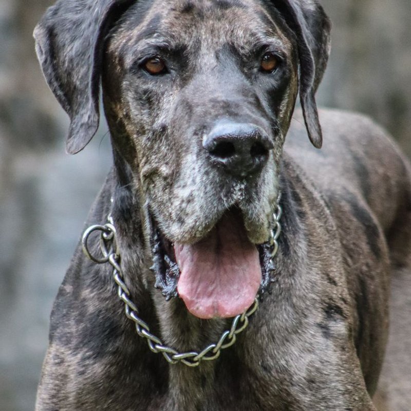 Dogue Allemand - Danois - photo galerie 4