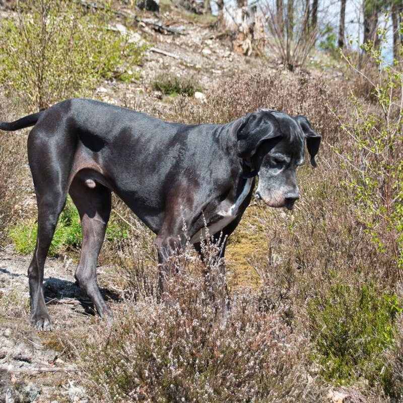 Dogue Allemand - Danois - photo galerie 1