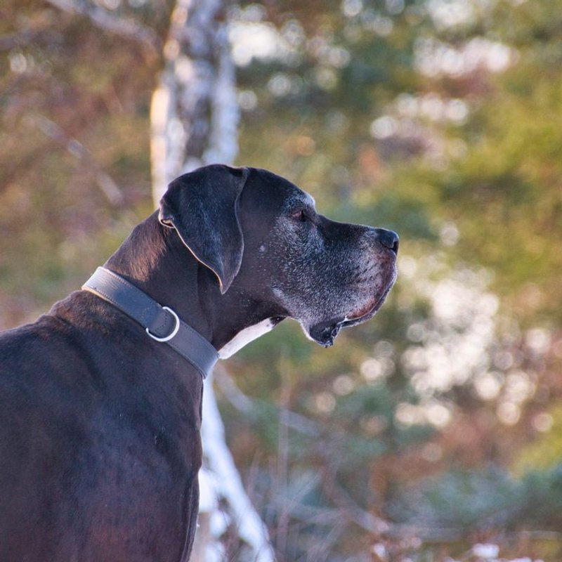 Dogue Allemand - Danois - photo galerie 2