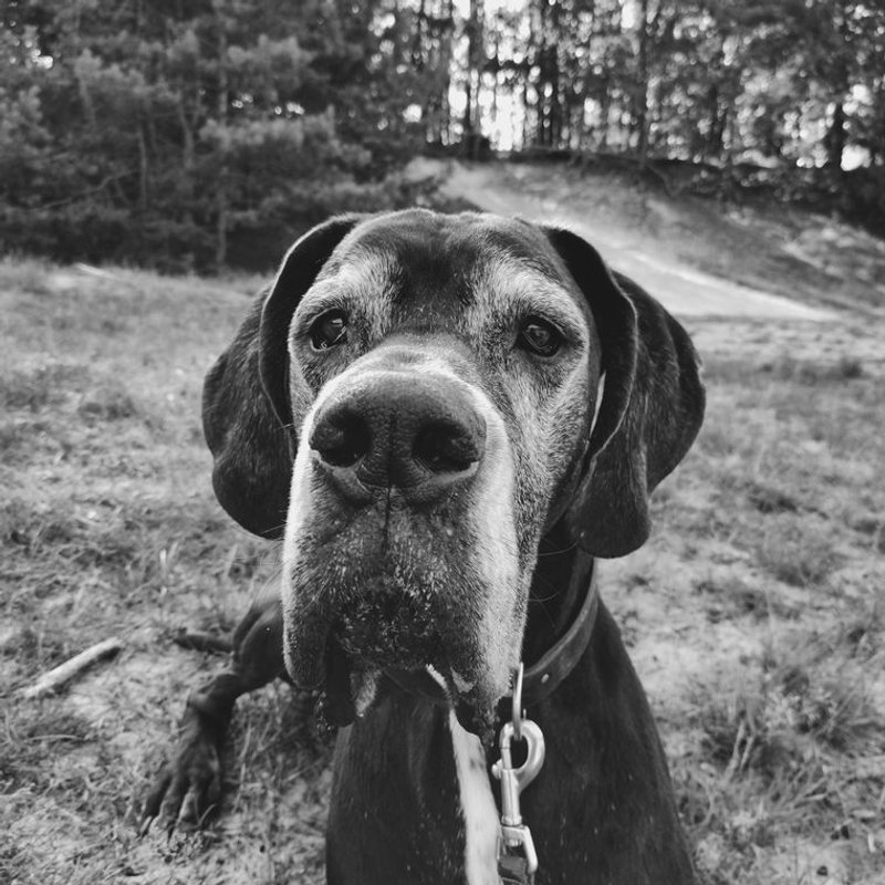 Dogue Allemand - Danois - photo galerie 3