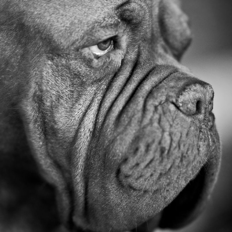 Dogue de Bordeaux - photo galerie 4