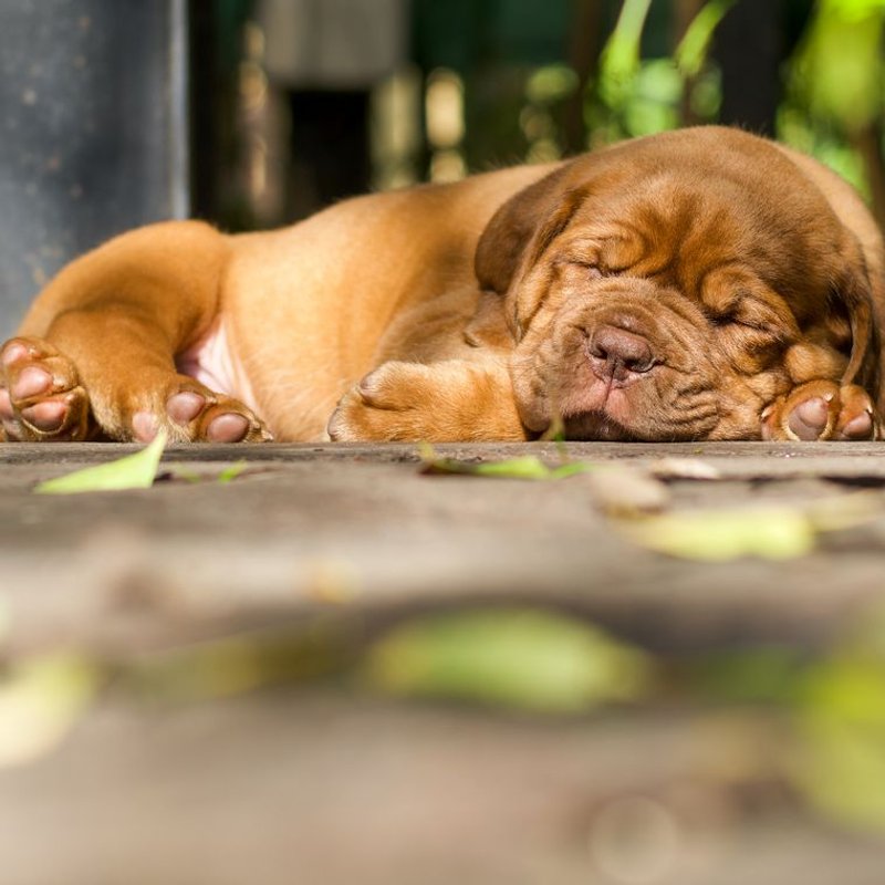 Dogue de Bordeaux - photo galerie 1