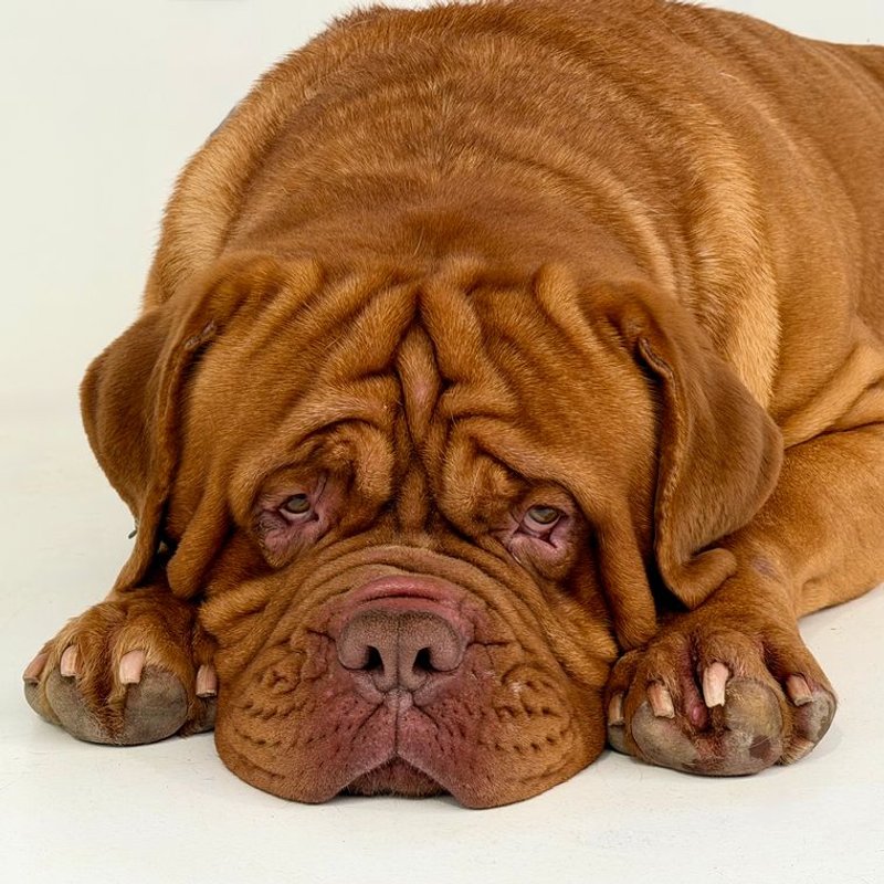 Dogue de Bordeaux - photo galerie 3