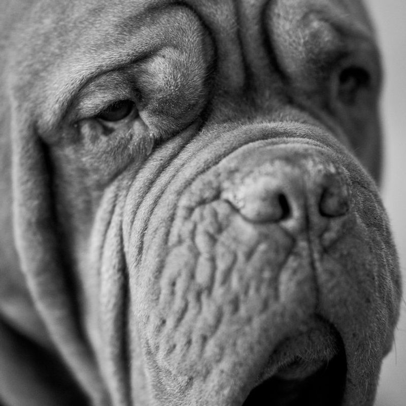 Dogue de Bordeaux - photo galerie 2