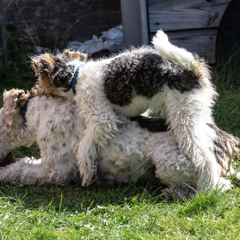 Fox Terrier - photo galerie 3
