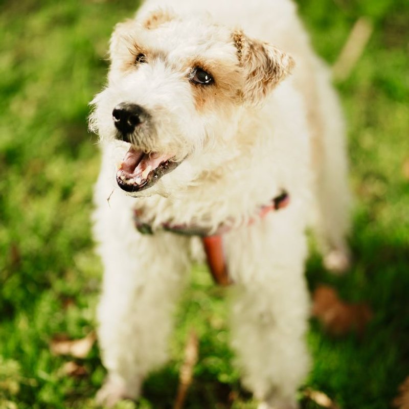 Fox Terrier - photo galerie 1