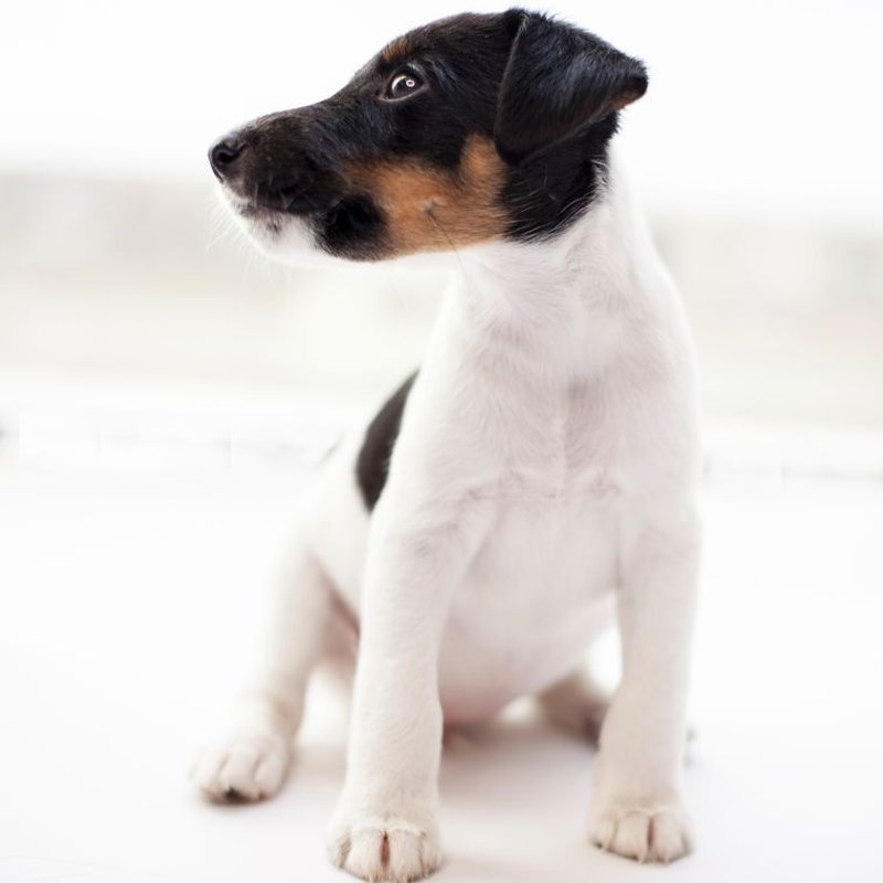 Fox Terrier - photo galerie 4