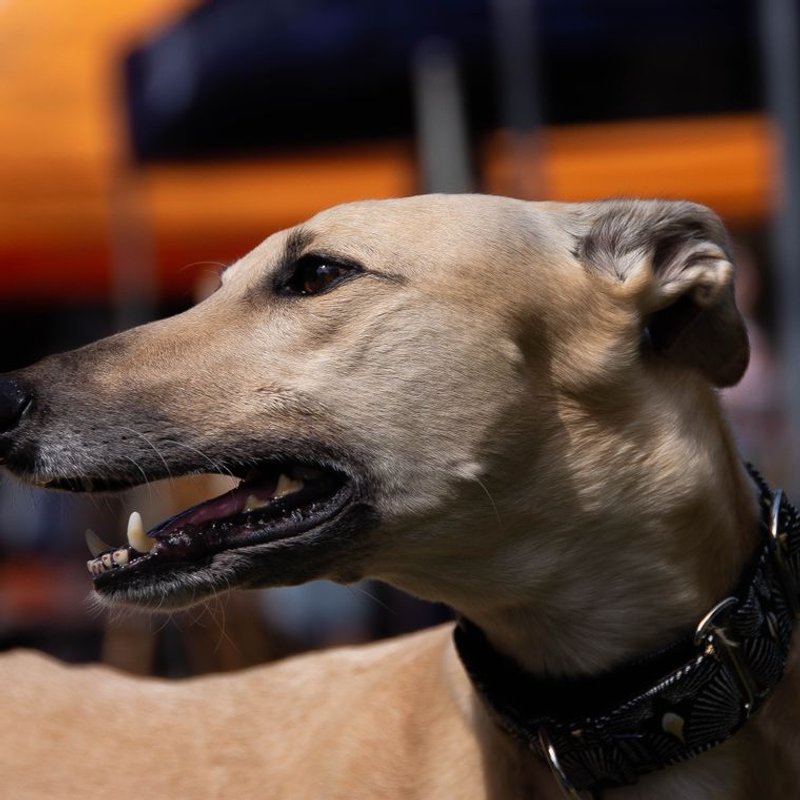 Greyhound - photo galerie 3