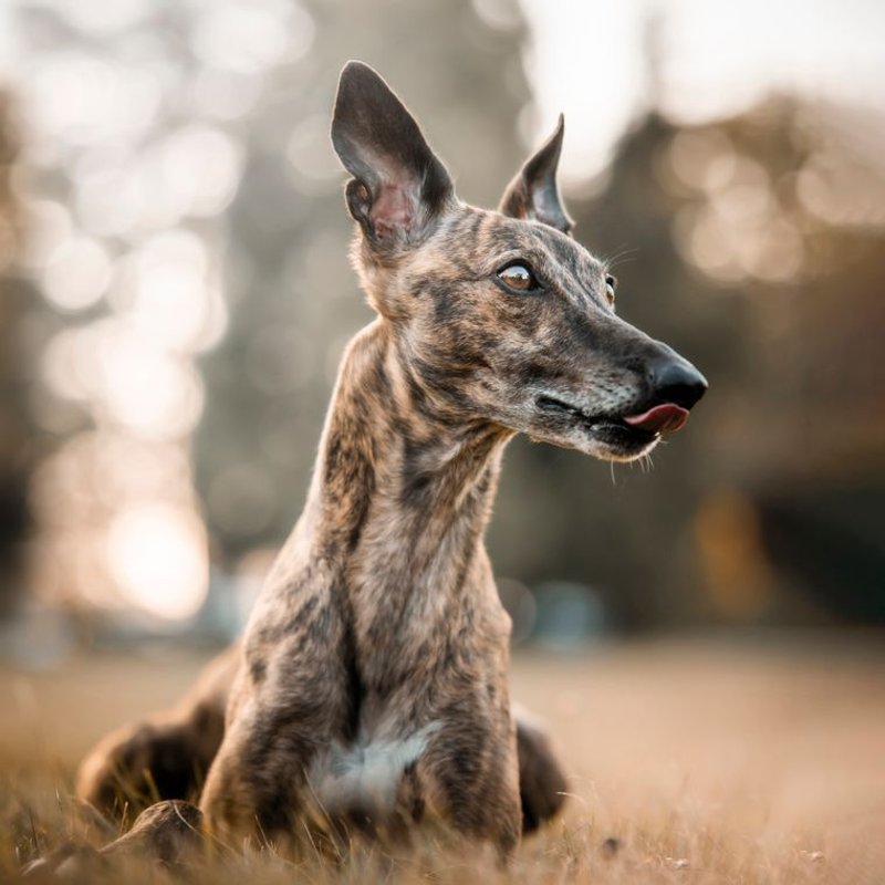 Greyhound - photo galerie 1