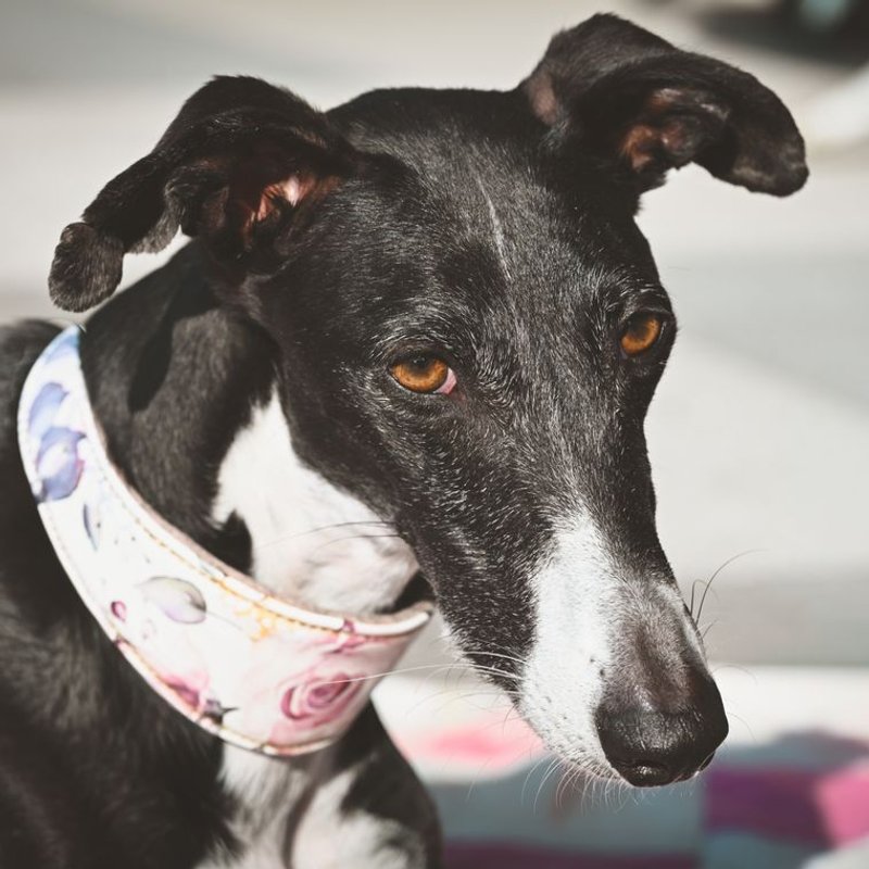 Greyhound - photo galerie 2