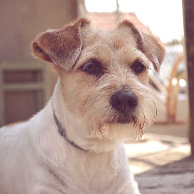 Jack Russell - photo galerie 2
