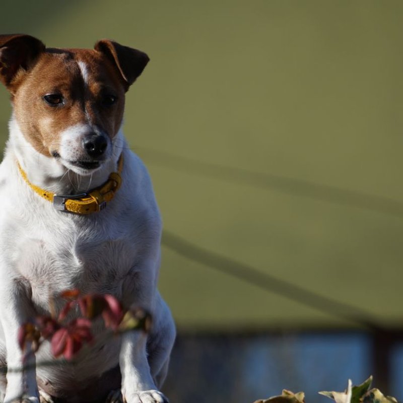 Jack Russell - photo galerie 1