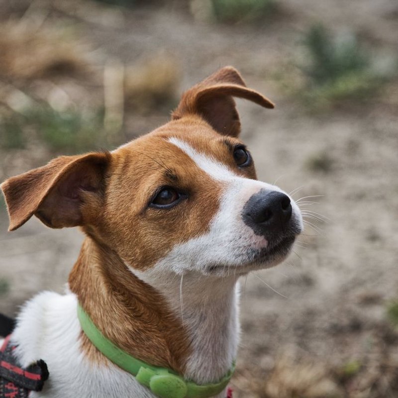 Jack Russell - photo galerie 4